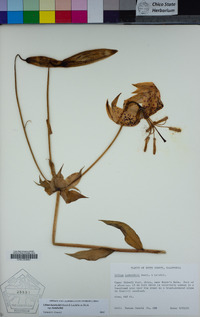 Lilium humboldtii subsp. humboldtii image