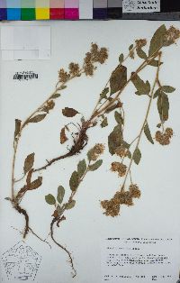 Phacelia mutabilis image