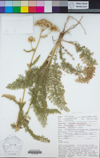 Achillea millefolium image