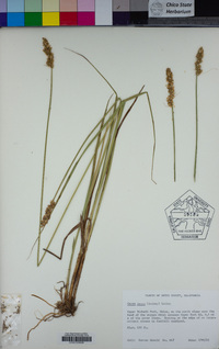 Carex densa image