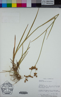 Juncus ensifolius image