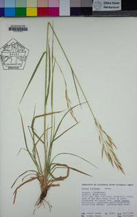 Bromus laevipes image