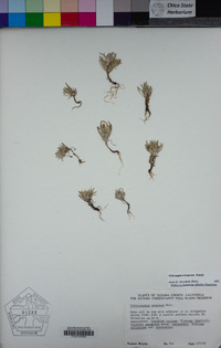 Psilocarphus oregonus image