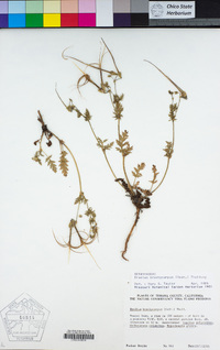 Erodium brachycarpum image