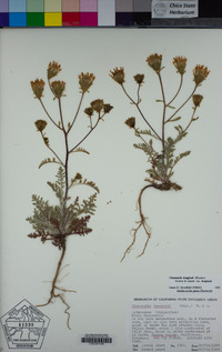 Chaenactis douglasii var. douglasii image