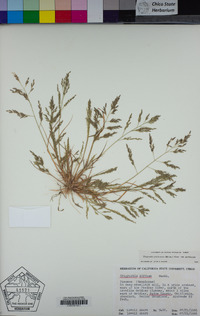 Eragrostis pectinacea image