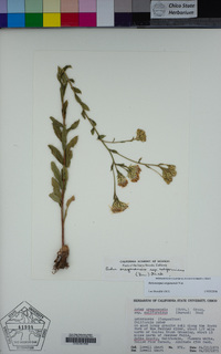 Sericocarpus oregonensis image