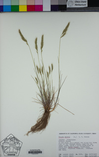 Festuca myuros image