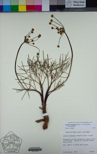 Lomatium marginatum var. marginatum image
