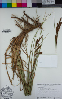 Carex barbarae image