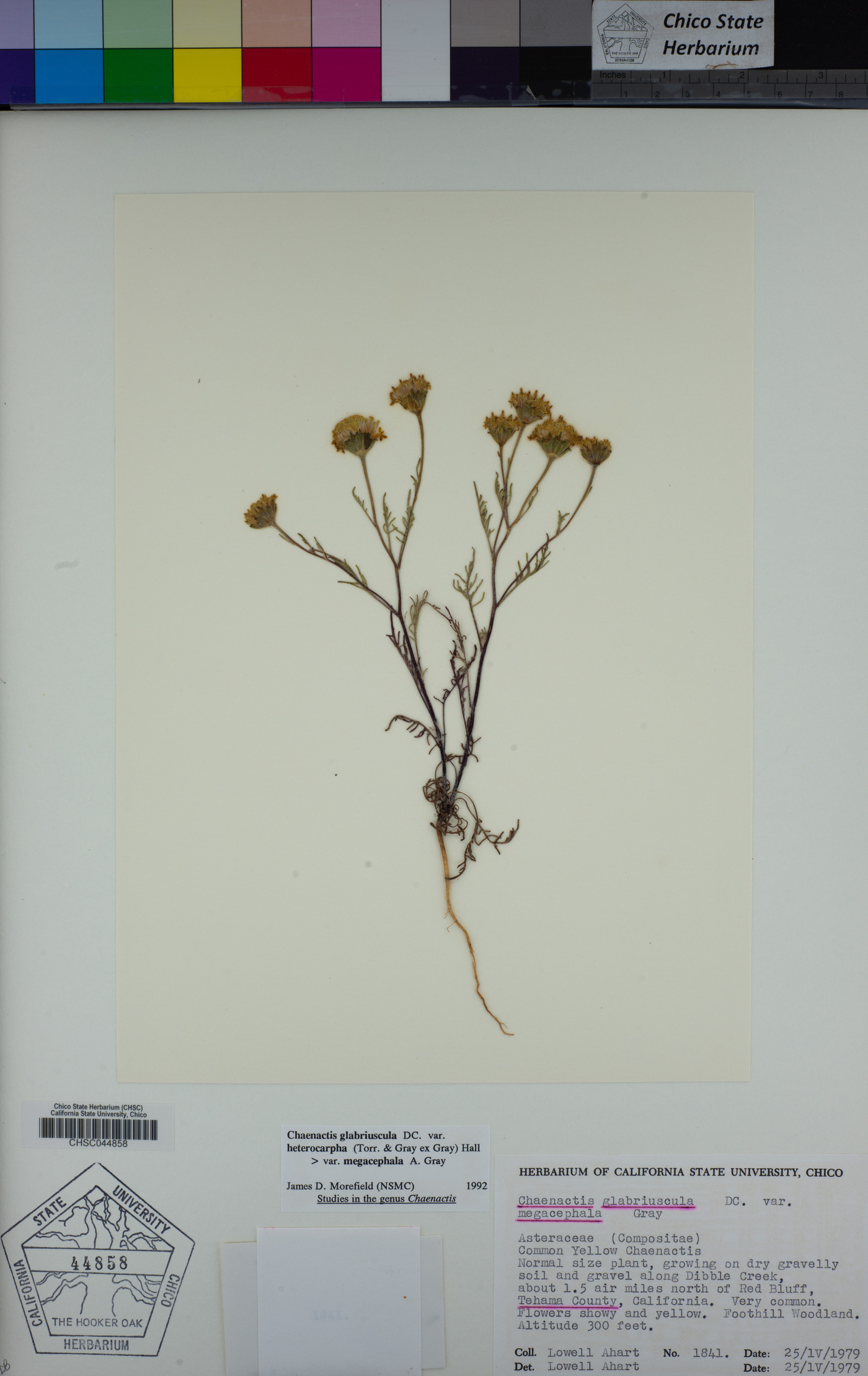 Chaenactis glabriuscula var. megacephala image