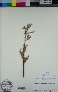 Salix exigua var. exigua image