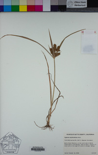 Cyperus erythrorhizos image