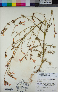 Ipomopsis aggregata image