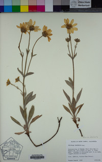 Arnica dealbata image