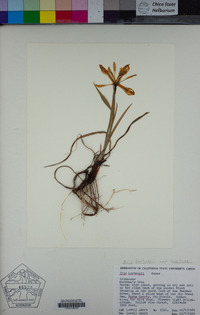 Iris hartwegii subsp. hartwegii image