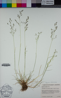 Agrostis idahoensis image