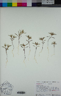 Collomia tinctoria image