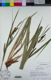 Carex amplifolia image