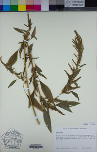 Amaranthus tuberculatus image