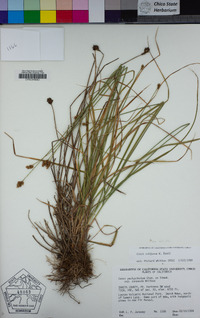 Carex subfusca image