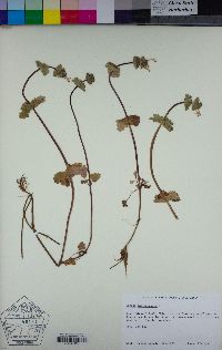 Lamium amplexicaule image