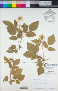 Rubus ursinus image