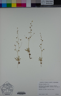 Micranthes bryophora image