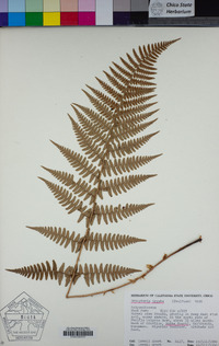 Dryopteris arguta image