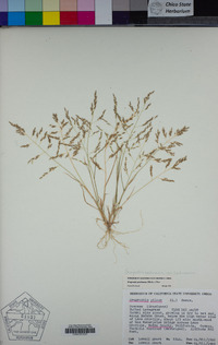 Eragrostis pectinacea image