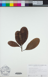 Image of Anacardium occidentale
