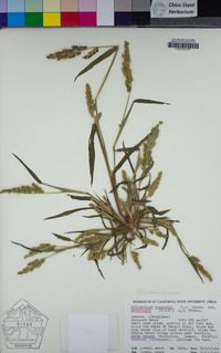 Echinochloa crus-galli image