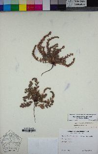 Plagiobothrys torreyi var. diffusus image