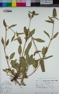 Prunella vulgaris var. lanceolata image