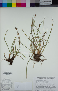 Carex nebrascensis image