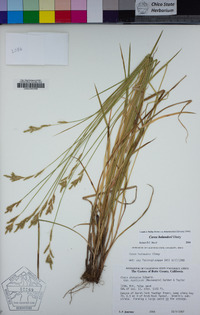 Carex bolanderi image