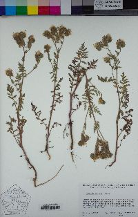 Phacelia distans image