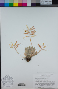 Phoenicaulis cheiranthoides image