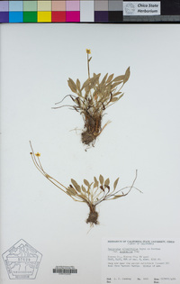 Ranunculus alismifolius var. alismellus image