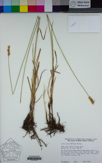 Carex densa image