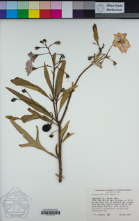 Solanum aviculare image