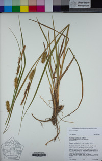 Carex vesicaria image