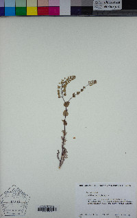 Lepidium perfoliatum image