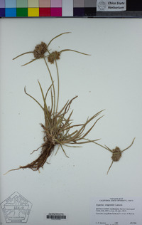 Cyperus eragrostis image