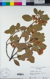 Arctostaphylos patula image