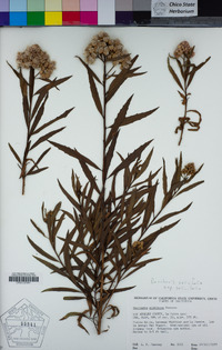 Baccharis salicifolia image