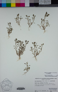 Hesperevax sparsiflora image