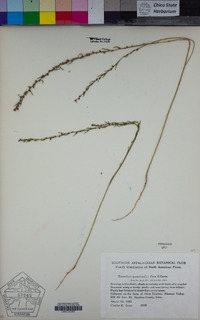 Image of Thymelaea passerina