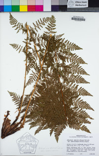 Athyrium distentifolium var. americanum image