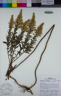 Solidago altissima image